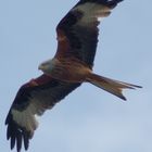 Red Kite