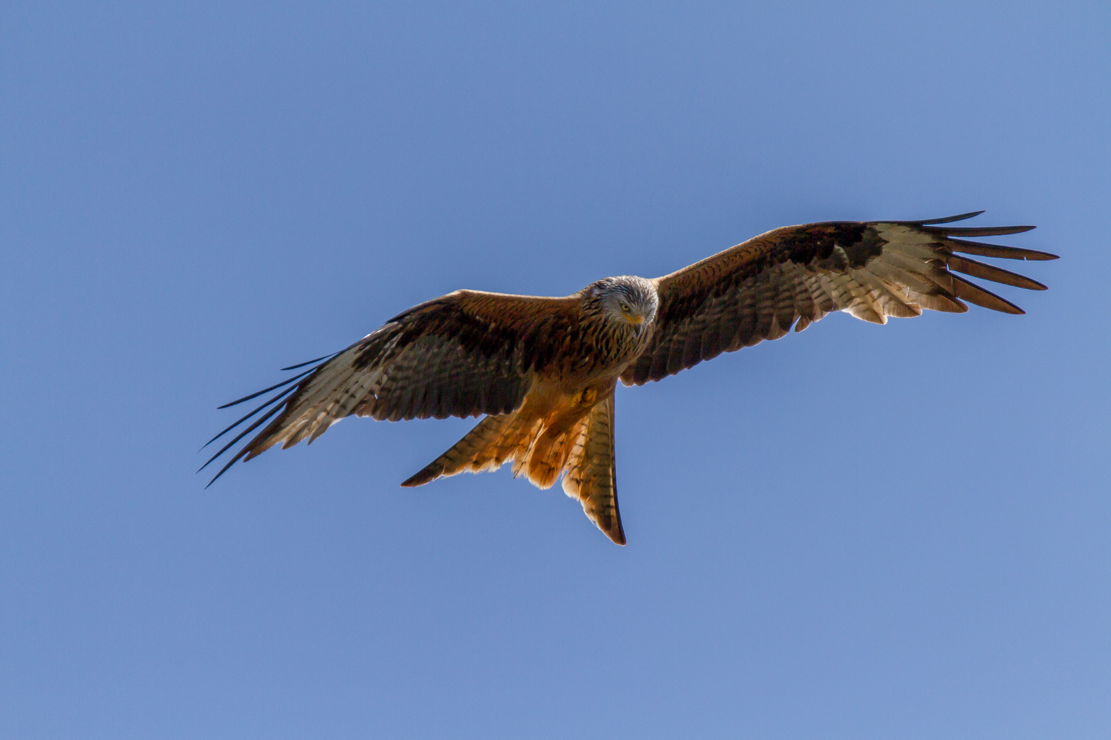 Red Kite