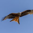 Red Kite