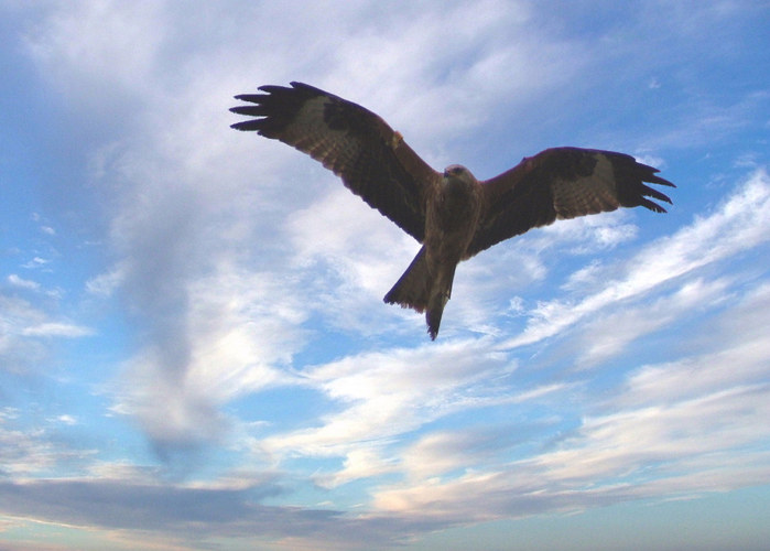 Red Kite