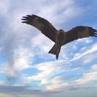 Red Kite