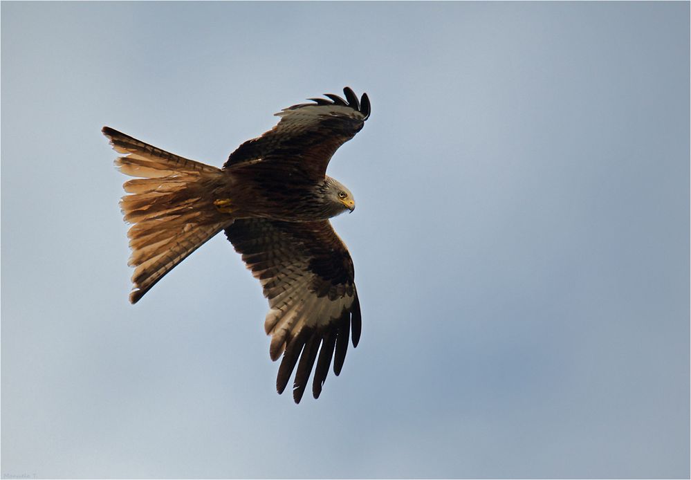 red kite