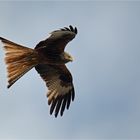 red kite