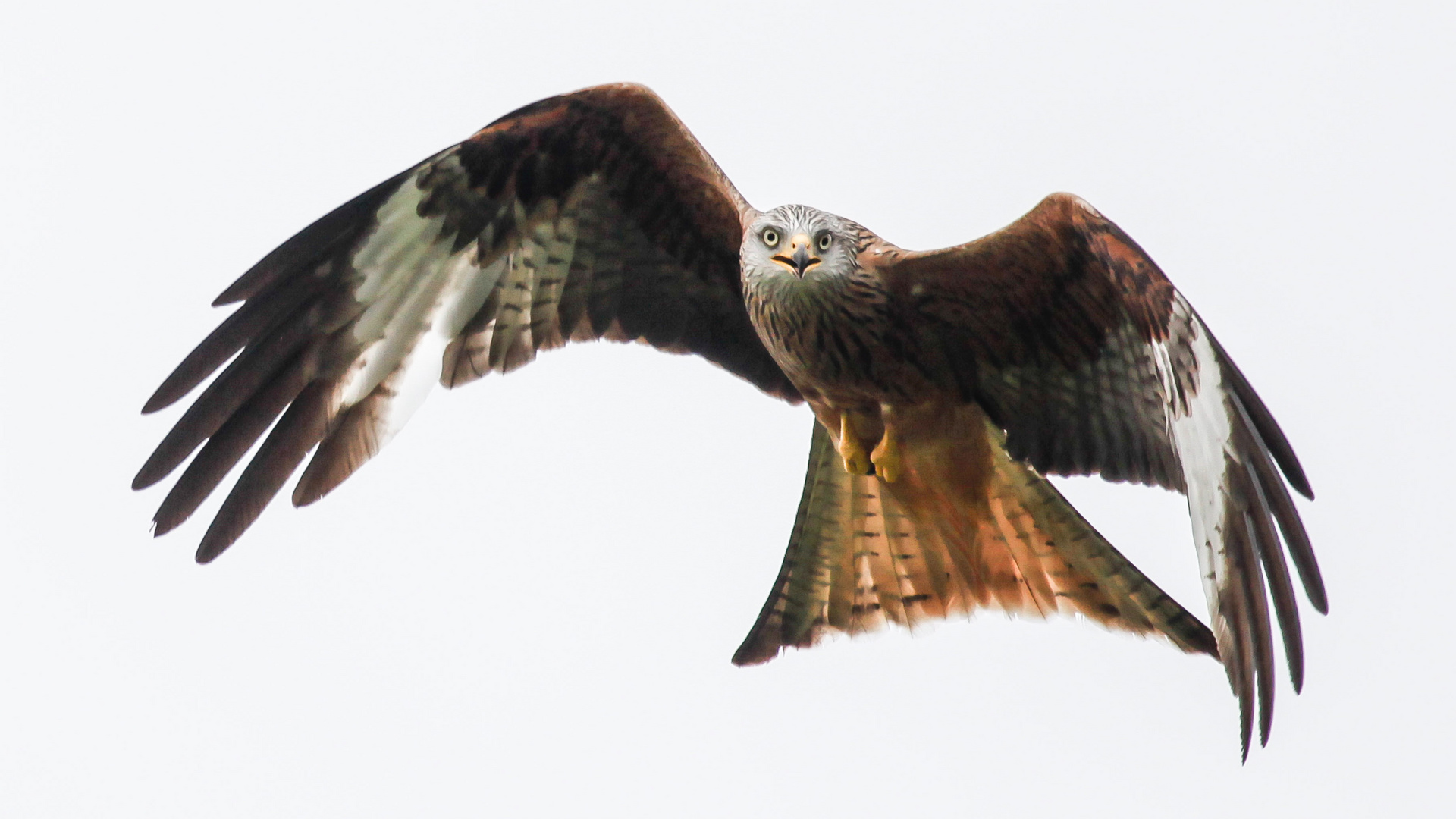 Red Kite