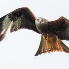 Red Kite