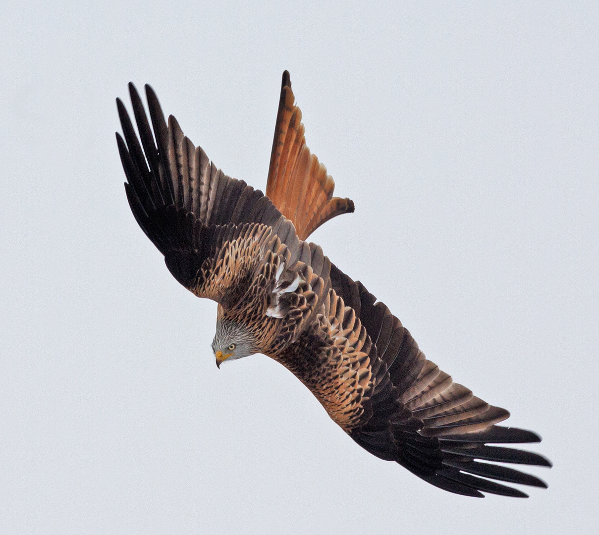 red kite