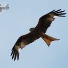 Red Kite