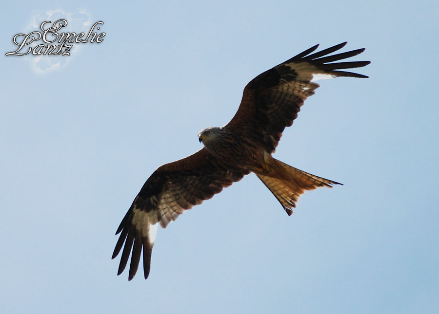 Red Kite