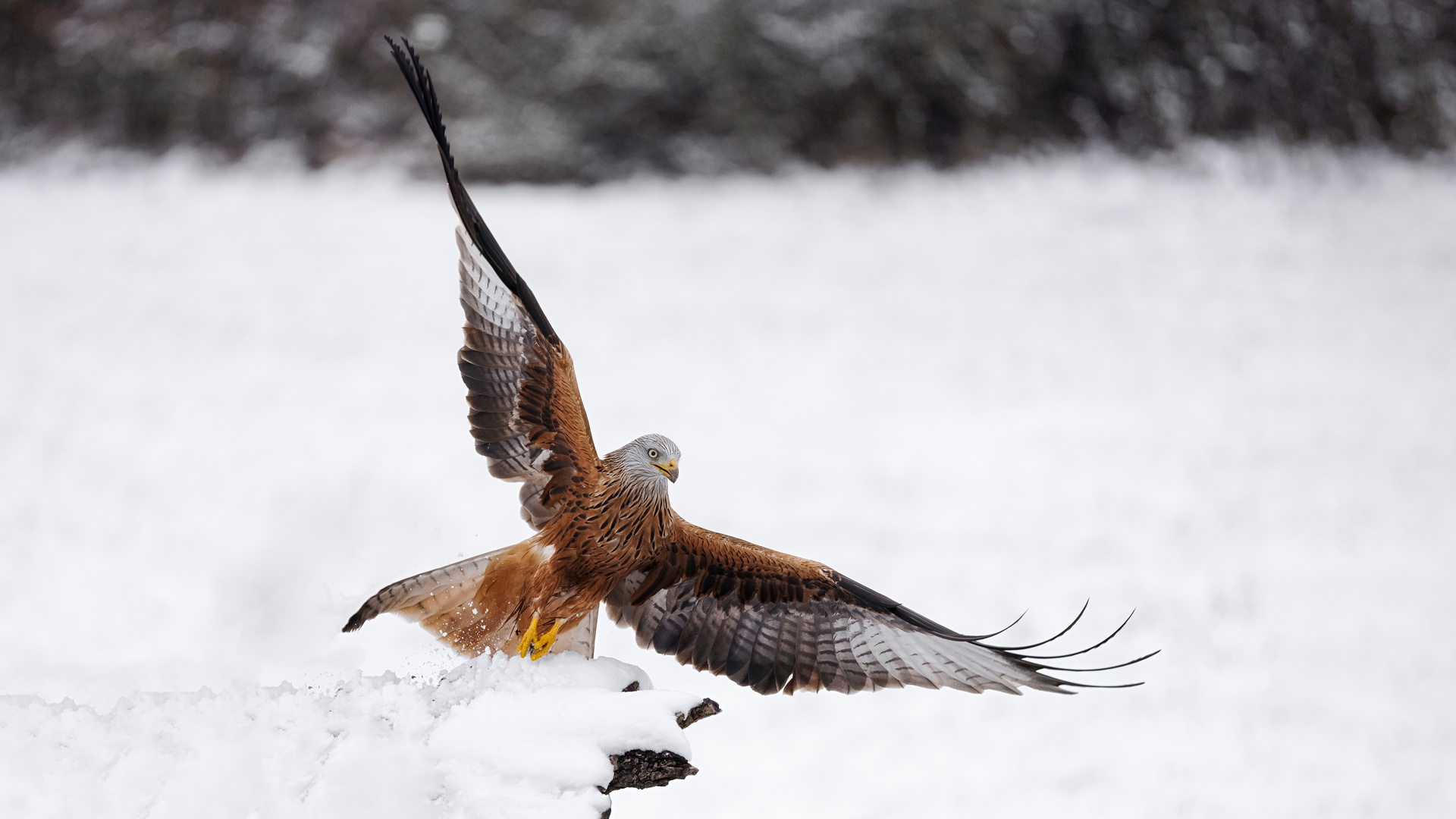 Red Kite