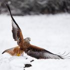 Red Kite