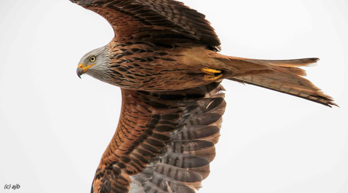 Red kite