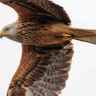 Red kite