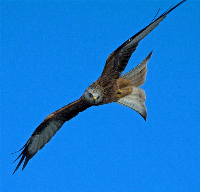 red kite