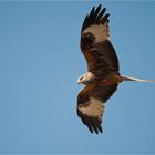 Red kite