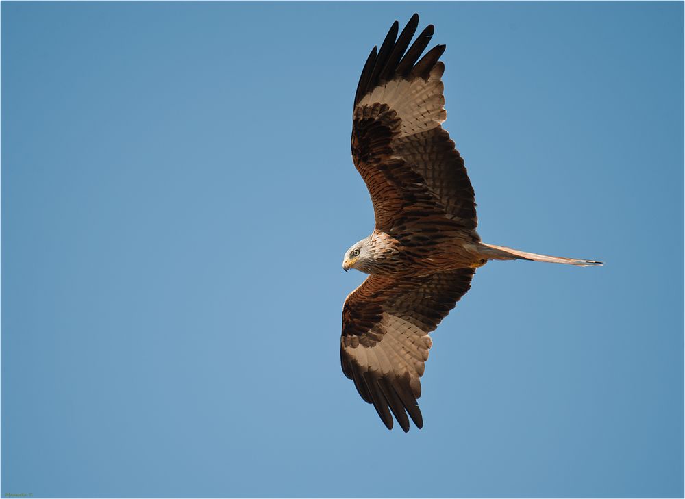 Red kite