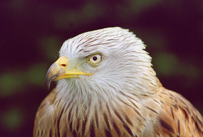 Red Kite