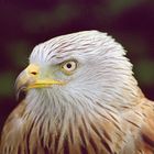 Red Kite