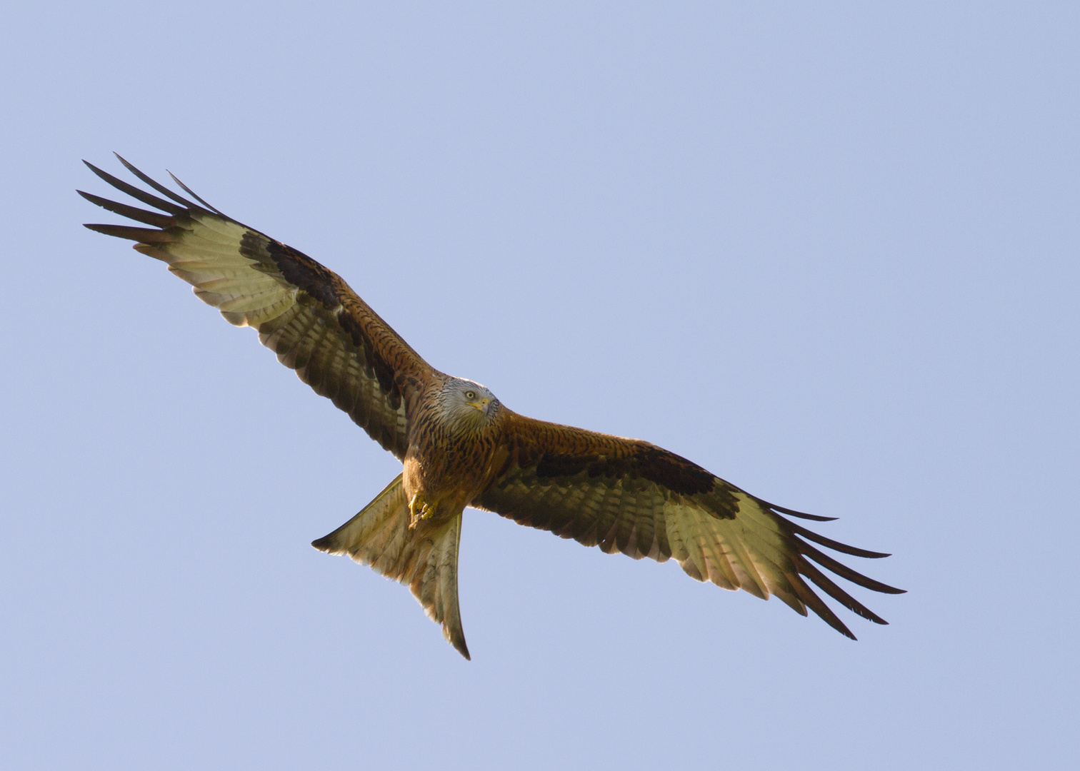 Red Kite