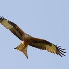 Red Kite