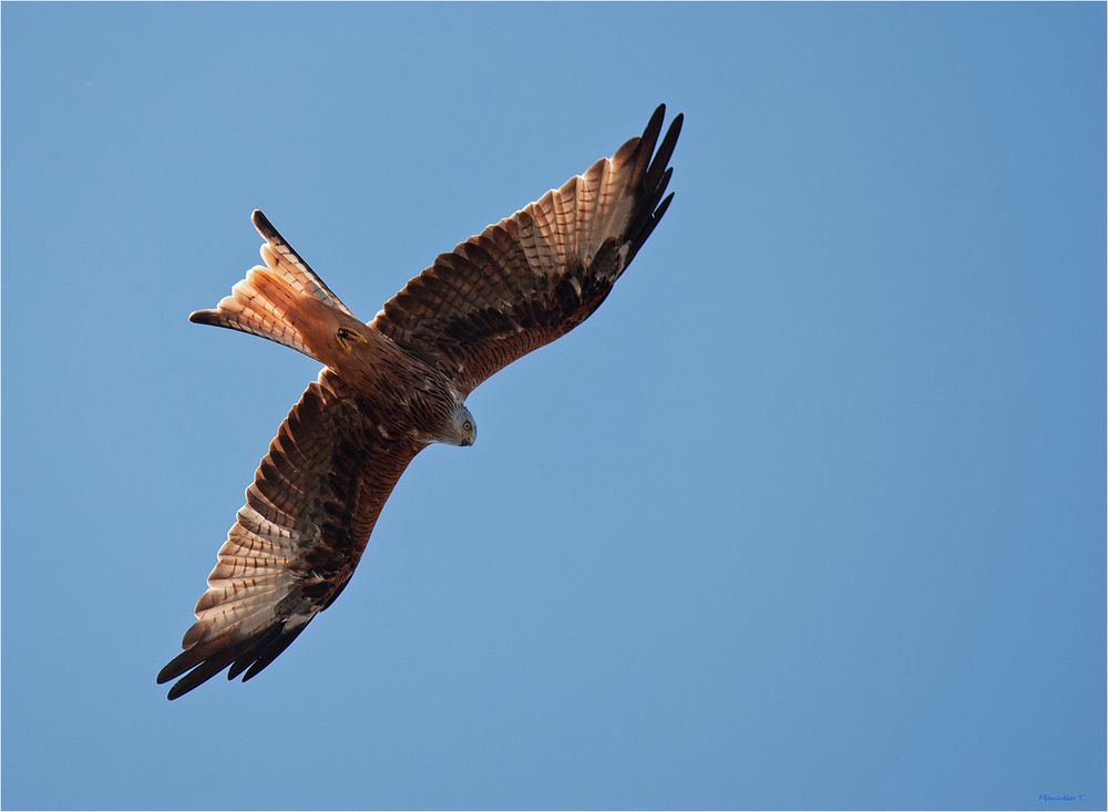 Red kite