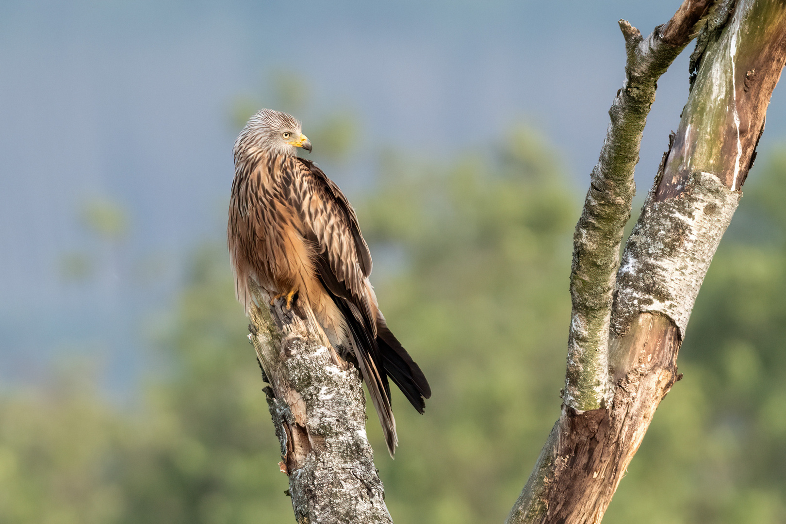 Red Kite