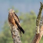 Red Kite