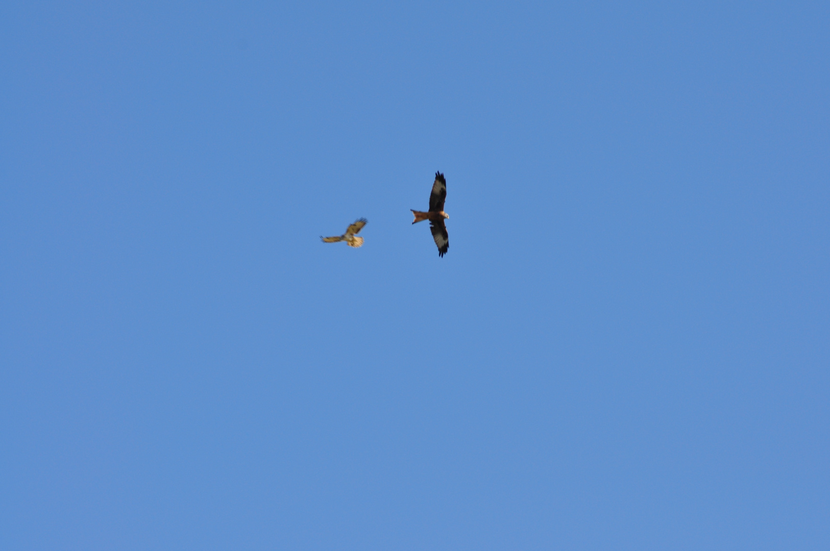 Red Kite and buzzard a long way off