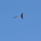 Red Kite and buzzard a long way off