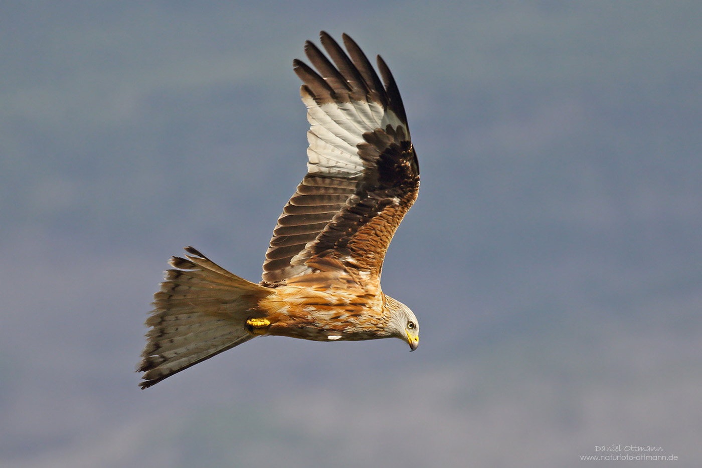 Red Kite