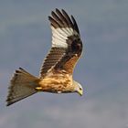 Red Kite