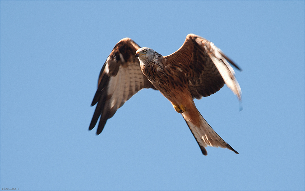 Red kite