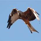 Red kite