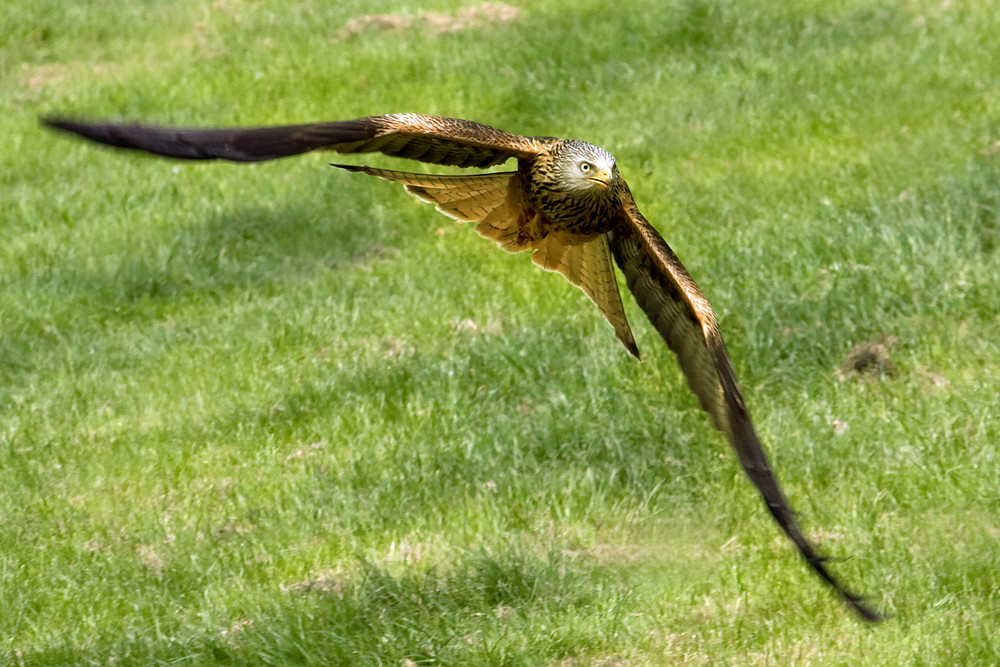 Red Kite