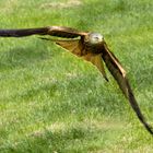 Red Kite