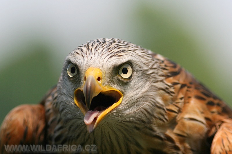 Red kite