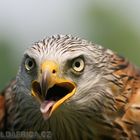 Red kite