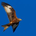 Red Kite