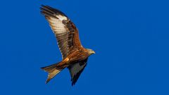 Red Kite