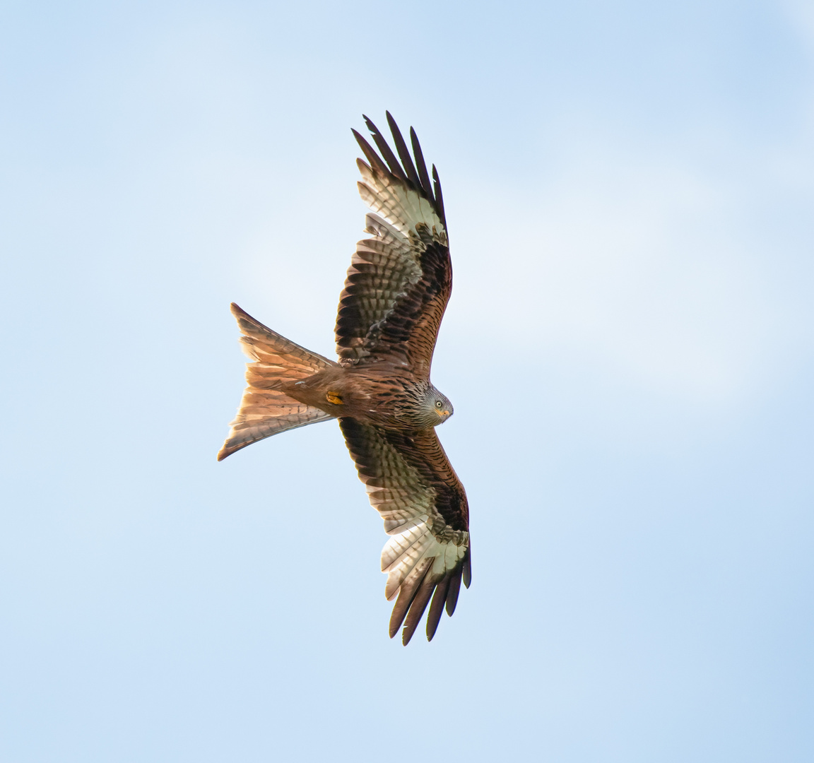 Red Kite