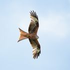 Red Kite