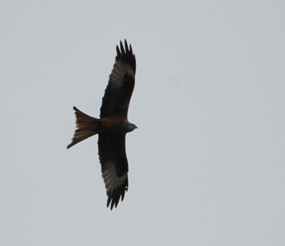 Red Kite Elan Valley