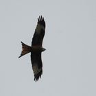 Red Kite Elan Valley