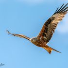 Red Kite looking for lunch ...