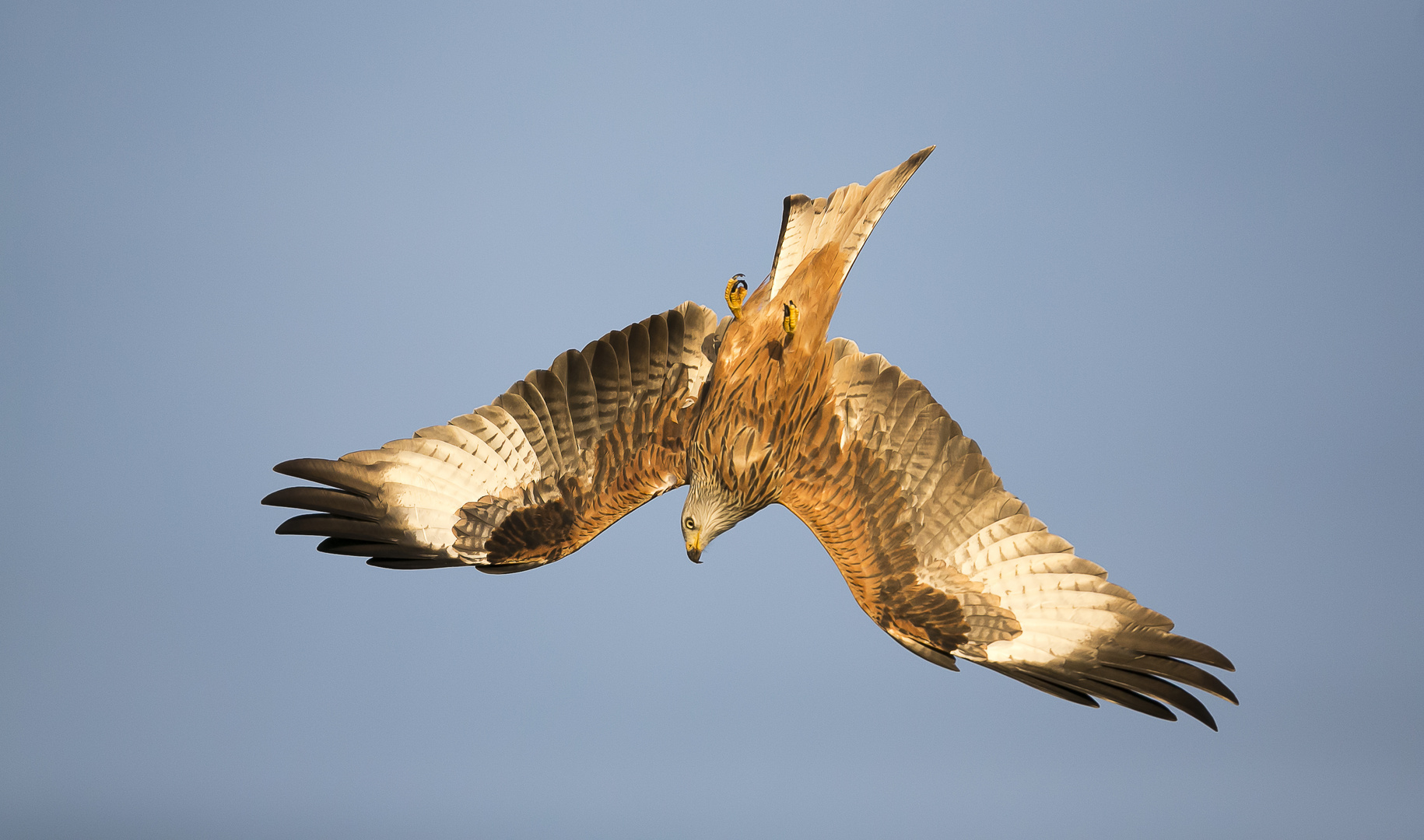 Red Kite nosedive