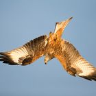 Red Kite nosedive