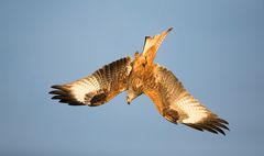 Red Kite nosedive