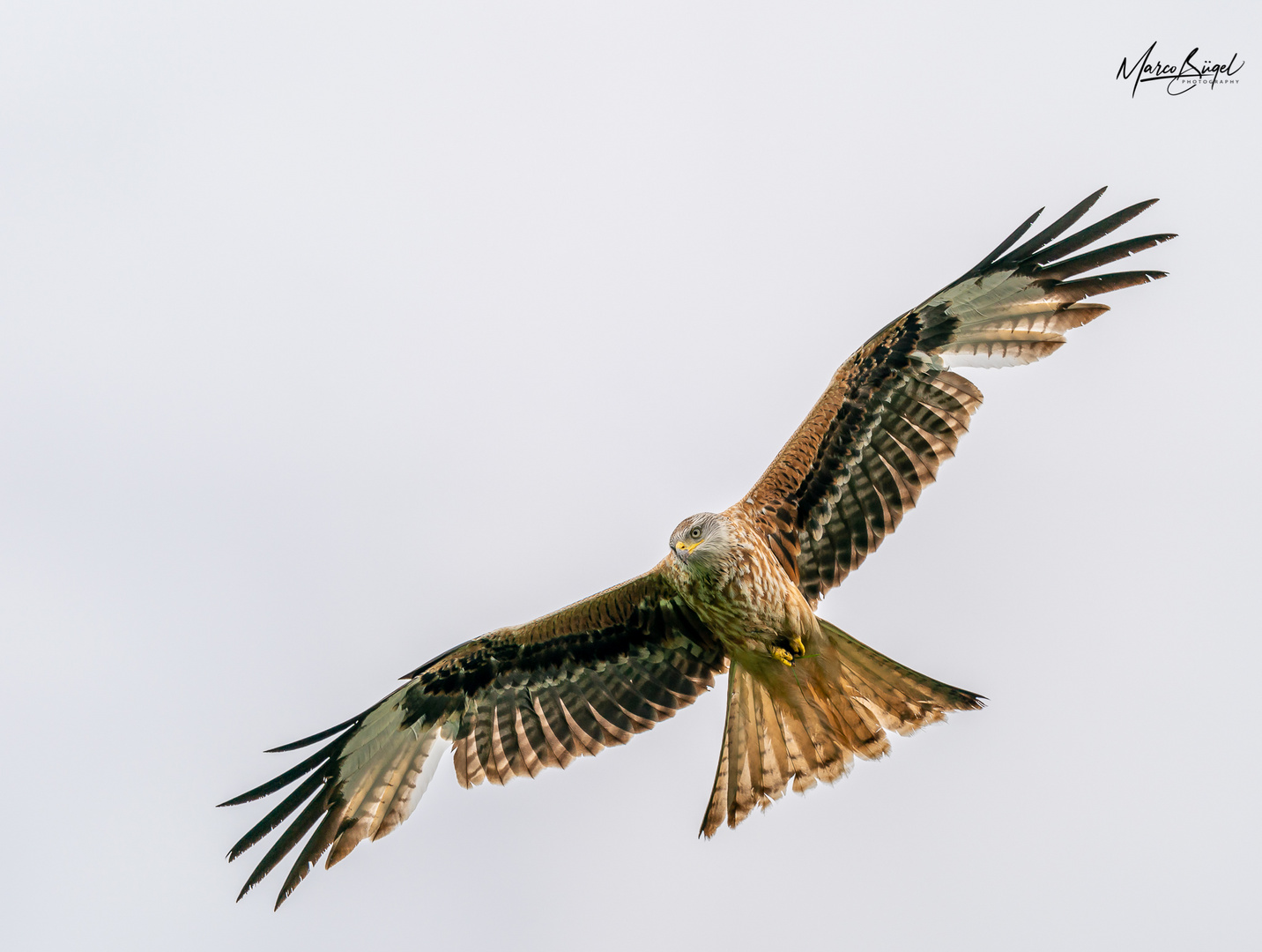 Red Kite on the hunt