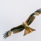 Red Kite on the hunt