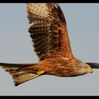 Red Kite over Hasenberg - Switzerland