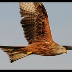 Red Kite over Hasenberg - Switzerland